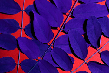 The close-up shot of navy blue leaves on a deep red background. The conceptual photo was shot close-up for your progressive design.