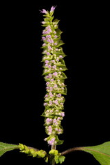 Vietnamese Balm (Elsholtzia ciliata). Inflorescence Closeup