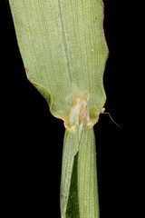 Smooth Finger Grass (Digitaria ischaemum). Ligule Closeup