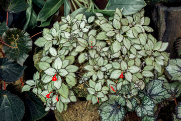 Episcia cupreata plant or flame violet plant on pot in the garden.(Episcia Cupreata (Hook.) Hanst)