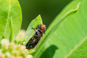 Red Milkweed Beetle Feeding on Milkweed Leaf