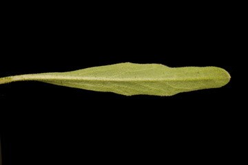 Night-Scented Stock (Matthiola longipetala). Leaf Closeup