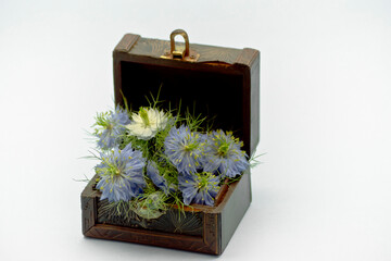 Flores de Nigella damascena dentro de una pequeña caja de madera