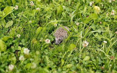 hedgehog in natural conditions, in the grass