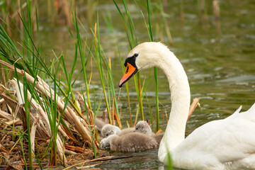 An adult swan with chicks floating in the lake