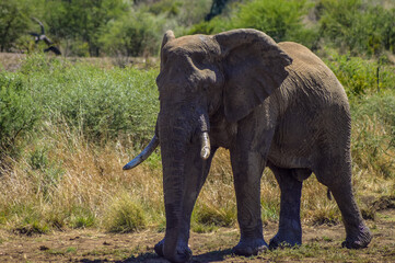 Fototapeta premium African elephant in Masai mara African safari