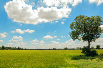 Fototapeta na wymiar Rice fields,green tree and blue sky.Beautiful green field wallpaper.