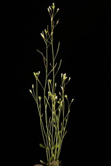 Thale Cress (Arabidopsis thaliana). Habit