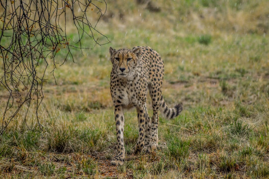 Cheetah - acinonyx jubatus portrait in wild savannah in rain