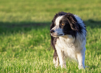 Stunning border collie sheepdog in a field