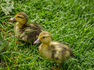 Cute adorable mallard duckling in a pond at a farm