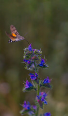 Fototapeta premium insect pollinating plants in the middle of spring