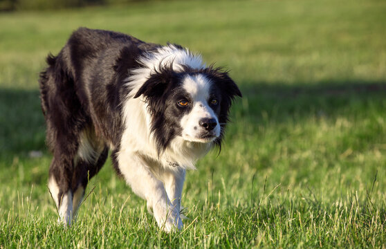 Stunning border collie sheepdog stalking in a field