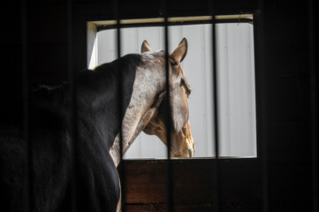 Horse leaning out barn stall window stall window