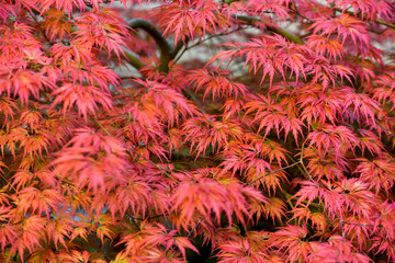 Japanese Maple (Acer Palmatum) .Close-up Of Red Maple Leaves On The Tree