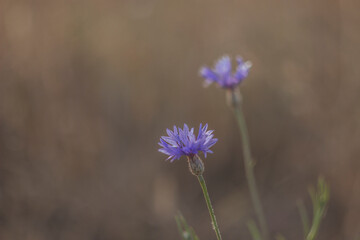 Beautiful cornflower flower in the field