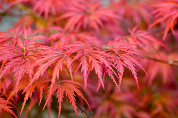 Japanese Maple (Acer Palmatum) .Close-up Of Red Maple Leaves On The Tree