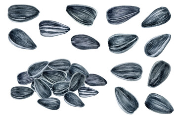 Sunflower seeds set watercolor illustration isolated on white background