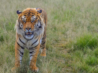 Fototapeta na wymiar Portrait of a beautiful Bengal tiger in South Africa