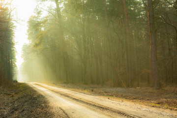 A dirt road through a foggy forest illuminated by sunlight