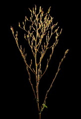 Prickly Lettuce (Lactuca serriola). Inflorescence Closeup