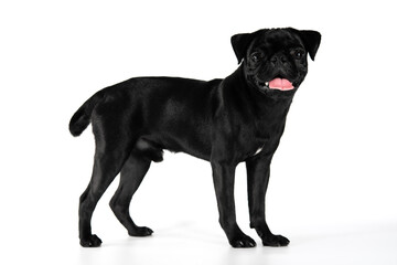 Black  pug has four long legs isolated on a white background.