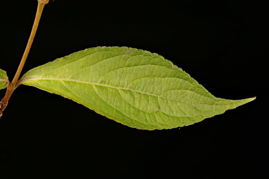 Early-Flowering Weigela (Weigela praecox). Leaf Closeup