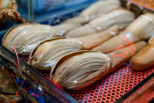 Close up on several geoducks at a supermarket in China