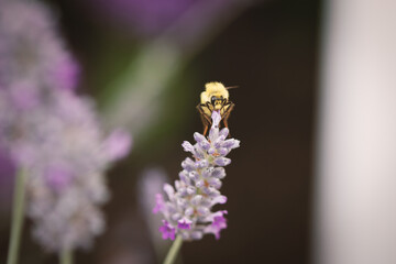 bee on lavender 