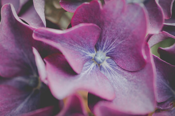 Fototapeta na wymiar close up hygrangia flower 