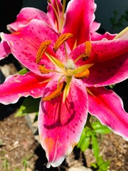 Pink tiger lily