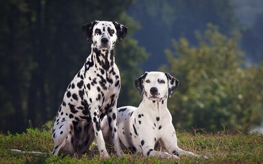 Two dalmatian dogs posing at the park