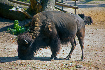 Bison
