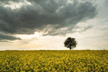 A lonely tree growing in a field of yellow rape and a dark cloud on the sky