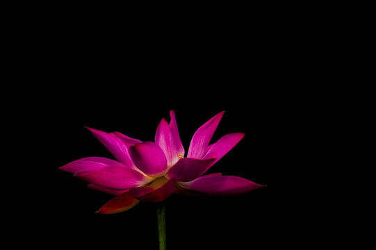 pink lotus on black background with text and copy space