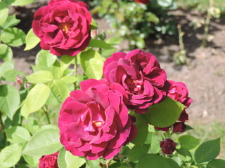 Scarlet roses in sunny garden