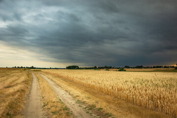 A country road into an oat field and a cloudy summer sky