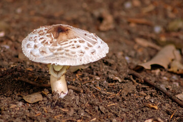 Big brown mushroom in the forest can be poisonous in the wilderness but also a natural gourmet vegetable in autumn and harvest fungus for vegetarian in moss and organic mushrooming picked on the track