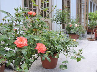 flowers in pots in summer garden, Saint-Petersburg