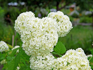 Białe kwiaty w kształcie misia © Edward