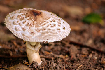 Big brown mushroom in the forest can be poisonous in the wilderness but also a natural gourmet vegetable in autumn and harvest fungus for vegetarian in moss and organic mushrooming picked on the track