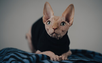 sphinx cat