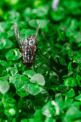 fly on green sprouts of chia close up