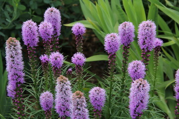 lavender flowers in the garden