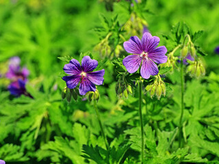 Fioletowe kwiaty © Edward