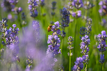Landscape in lavander field