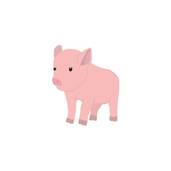 Pig Illustration