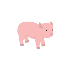 Pig Illustration