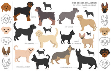 Designer dogs, crossbreed, hybrid mix pooches collection isolated on white. Flat style clipart dog set