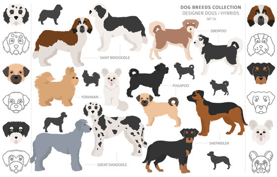 Designer dogs, crossbreed, hybrid mix pooches collection isolated on white. Flat style clipart dog set